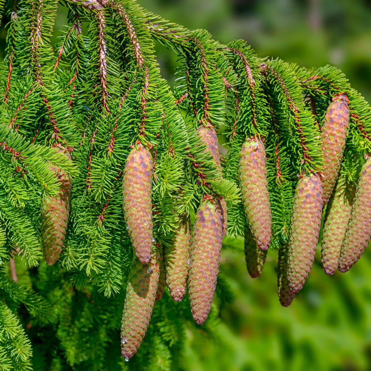 Kranz grün gebunden